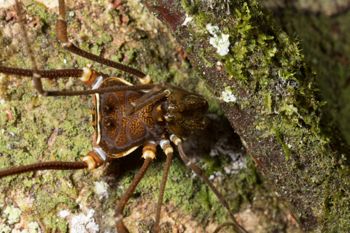 Media type: image; Invertebrate Zoology 144012